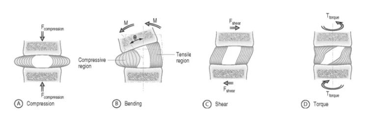 anatomy2