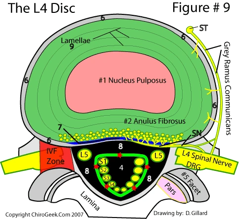 anatomy4